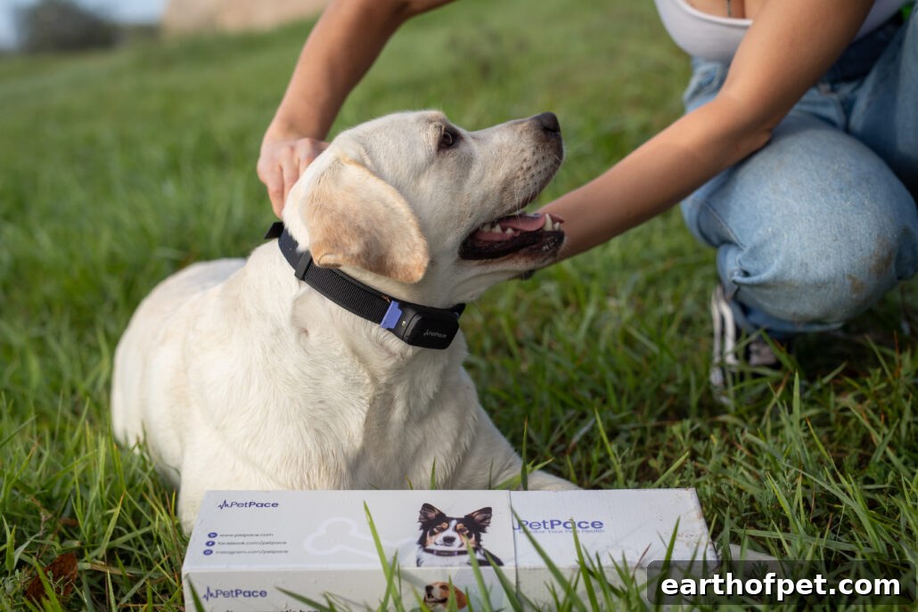 PetPace Collar on Dog