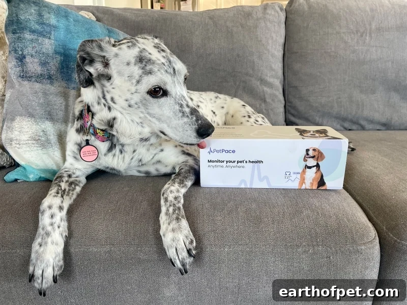 PetKeen: PetPace Dog Collar Review 2023: Our Expert’s Opinion