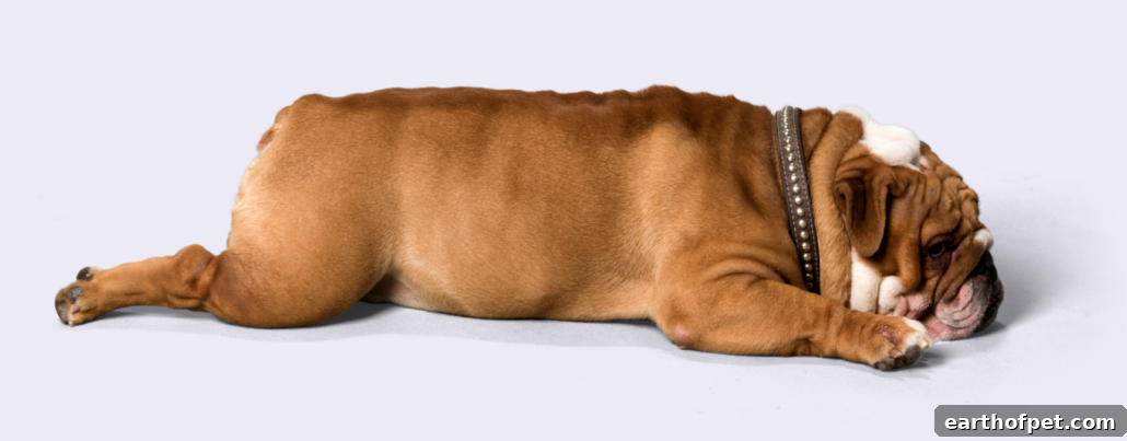 Decoding Your Dog's Love Language: What Their Greetings Really Mean | PetPace