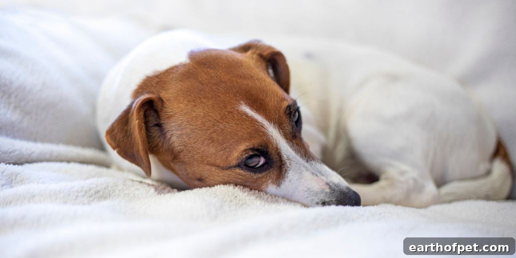 Decoding Your Dog's Love Language: What Their Greetings Really Mean | PetPace