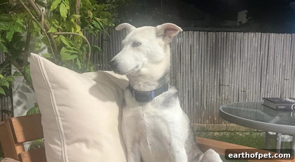 PetPace collar