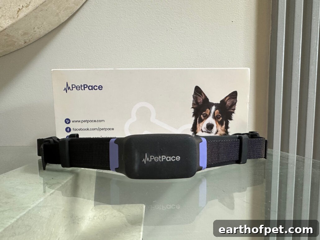 PetPace company and product image