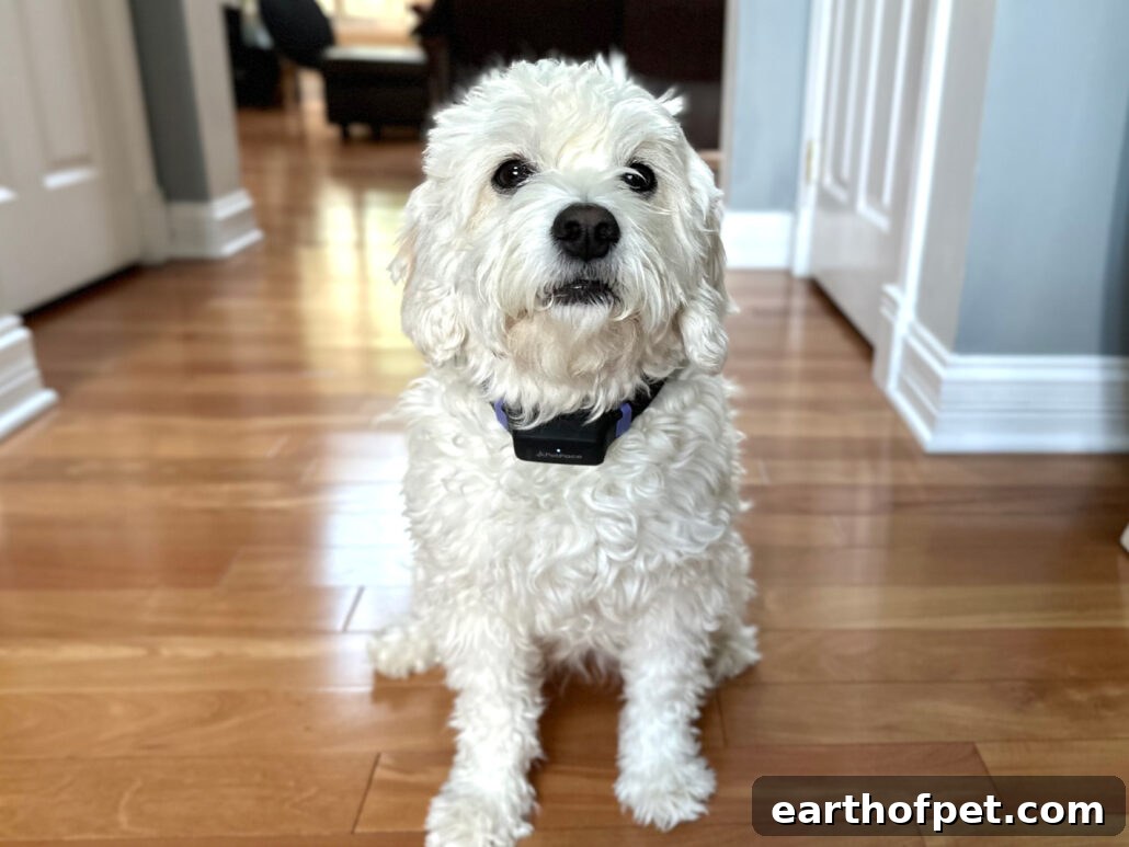 PetPace 2.0 collar on dog