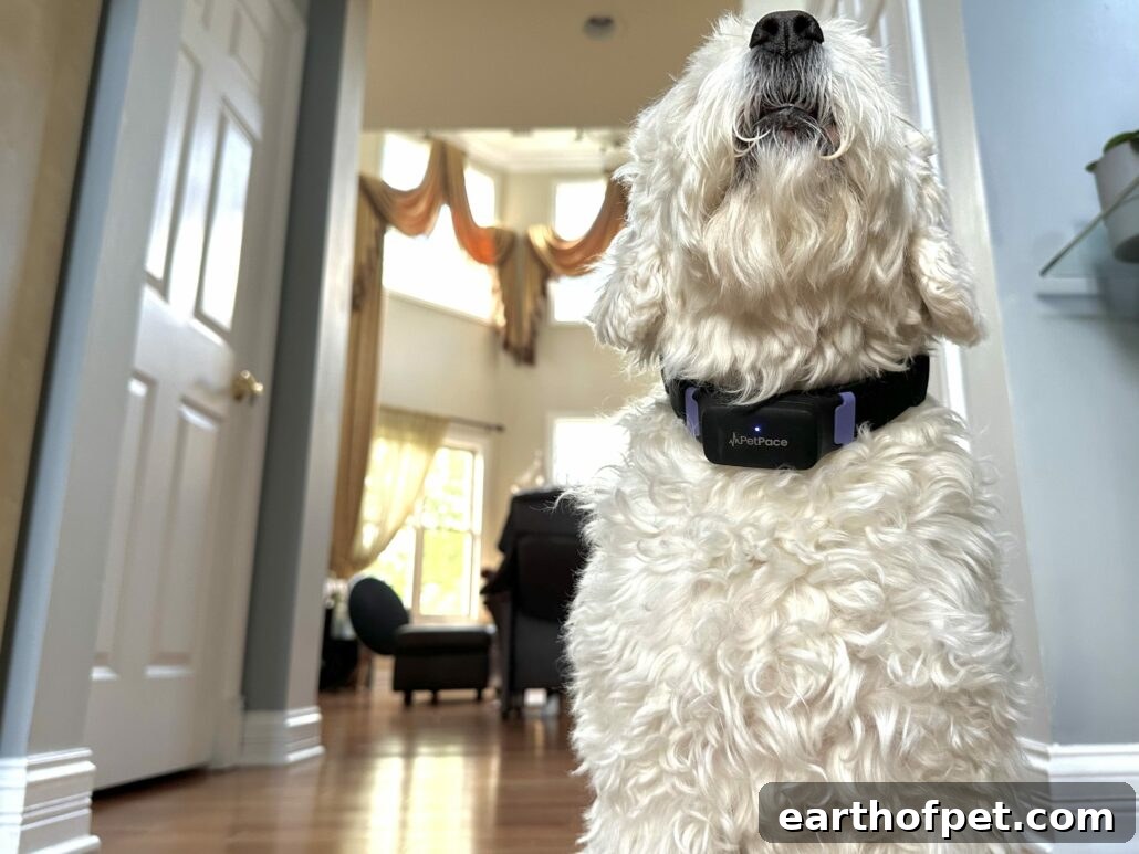 PetPace collar close-up
