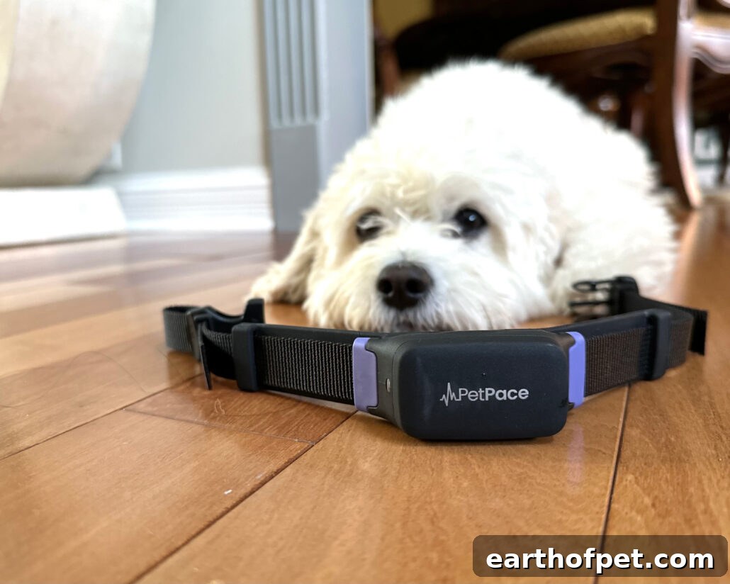 PetPace collar lifestyle photo