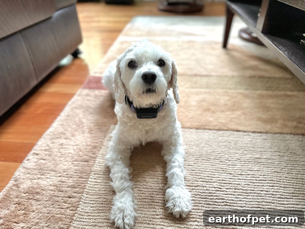PetPace app notifications