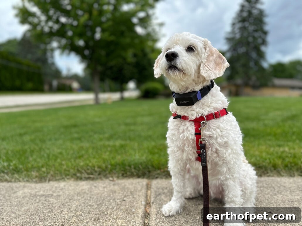 Cavapoo wearing PetPace collar