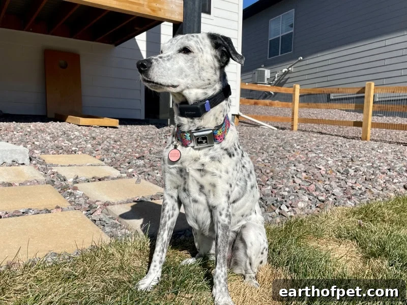 Dog wearing PetPace outside