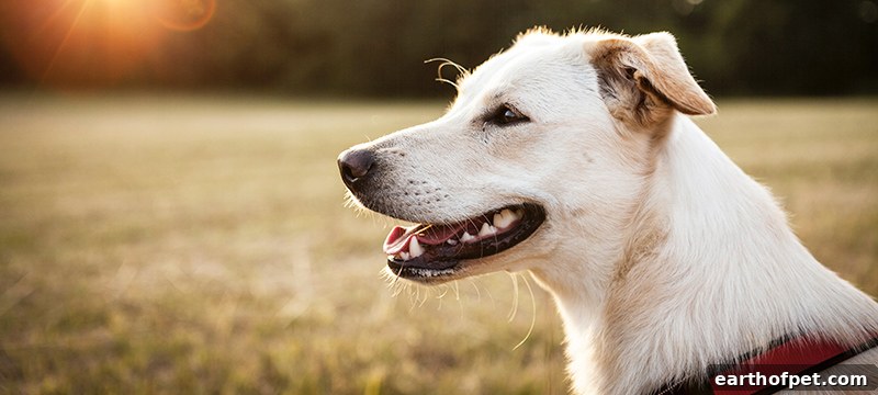 PetPace smart collar on a dog