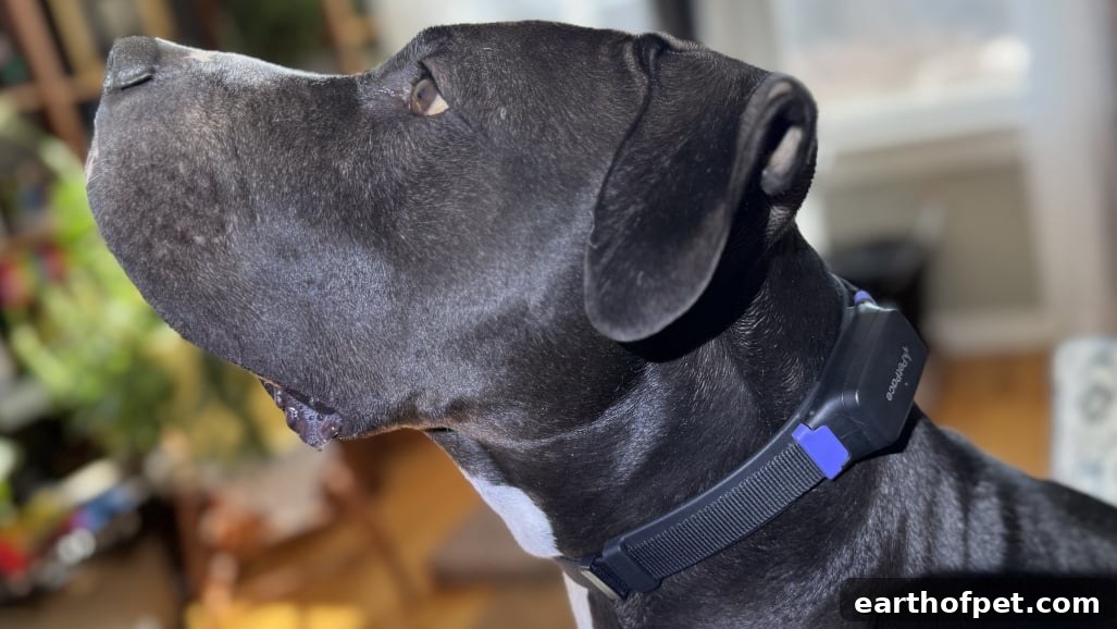 PetPace 2.0 Smart Collar on a dog
