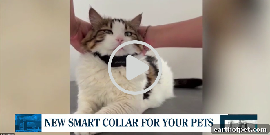 PetPace V3.0 smart collar monitoring a dog