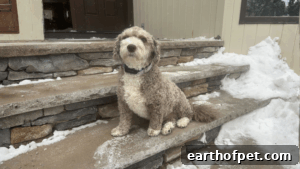 How to Protect Your Pet in Winter: Snow Safety for Dog and Cat Owners | PetPace