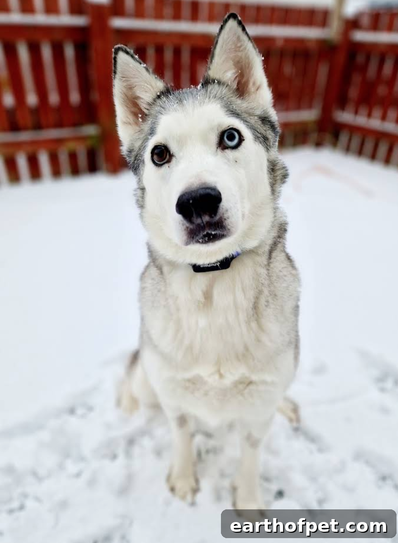 Tracking Dog Epilepsy & Seizures When You Can’t Be There 