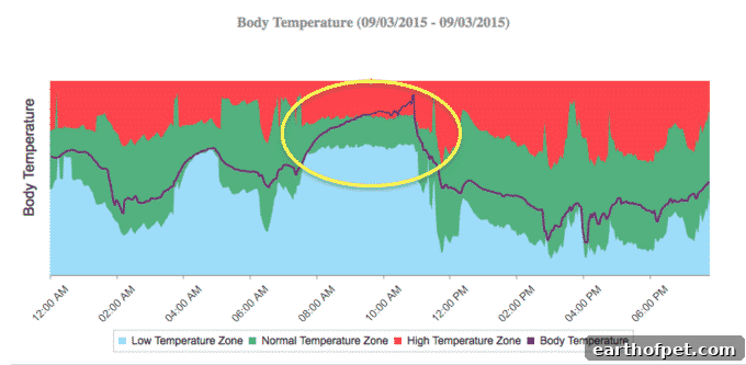 LUKA’S DAILY TEMPERATURE GRAPH DURING HEAT STROKE. THE PURPLE LINE IN THE GREEN ZONE INDICATES NORMAL BODY TEMPERATURE, AND IN THE RED ZONE HYPERTHERMIA