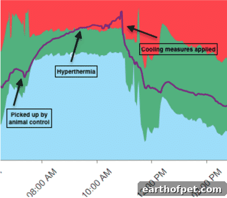 CLOSE-UP VIEW OF THE TEMPERATURE GRAPH SHOWING HEAT STROKE EVENT. HYPERTHERMIA IS INDICATED BY THE PURPLE LINE CROSSING INTO THE RED ZONE.