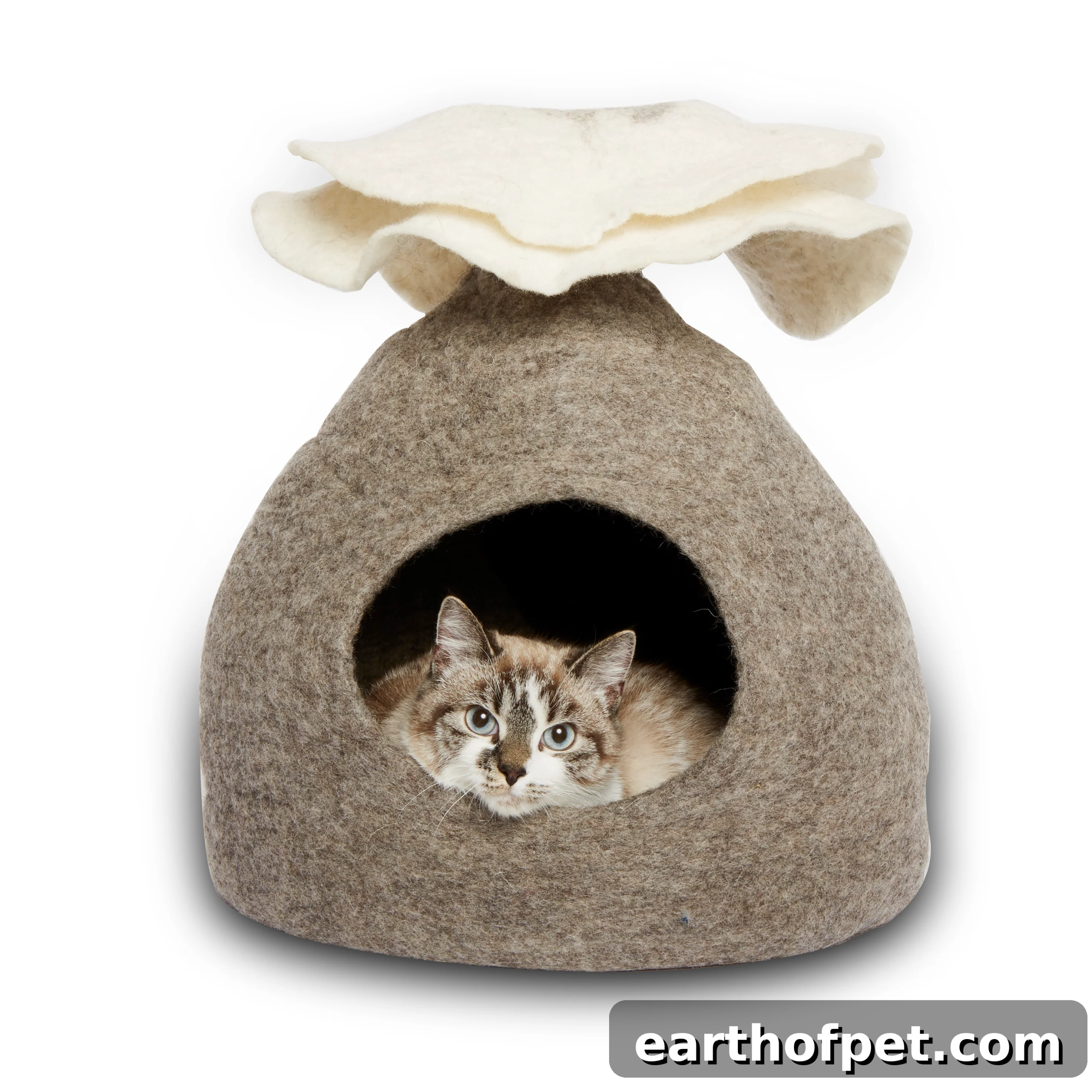 Dharma Cat Cave