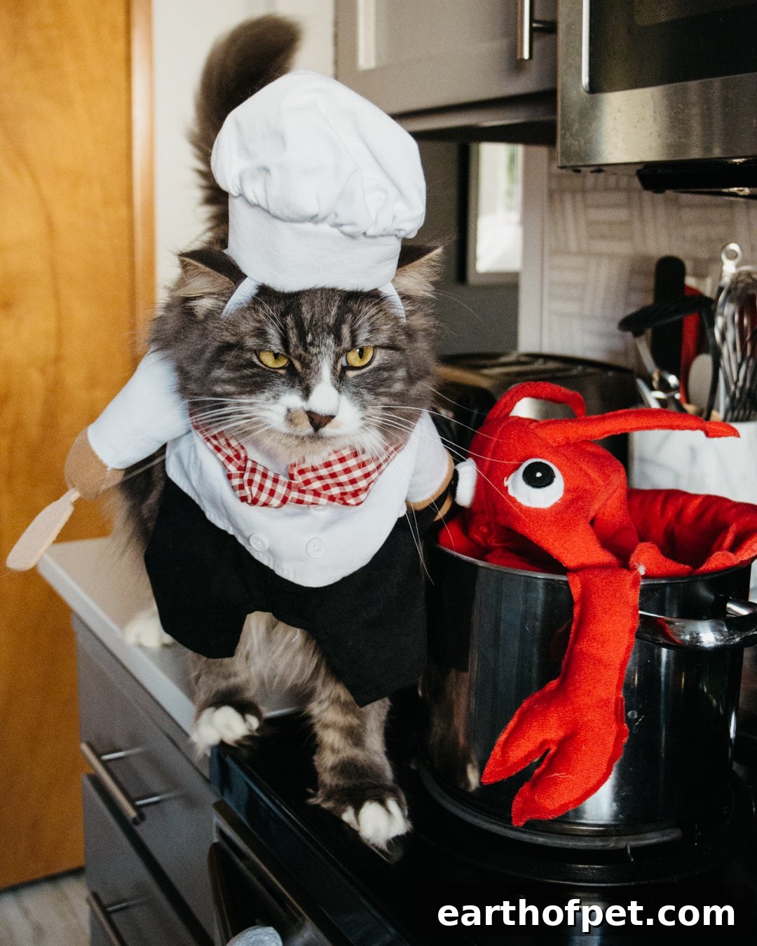 revenge on last years lobster costume, dogs dressed up for halloween, dog halloween costumes, costumes for dogs, wellness pet food, wet dog food, dry dog food