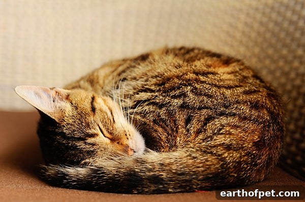 curled up cat sleeping, Cat Sleeping Positions
