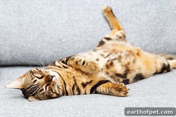 belly up cat sleeping, Cat Sleeping Positions
