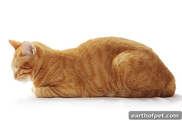full meatloaf cat, Cat Sleeping Positions