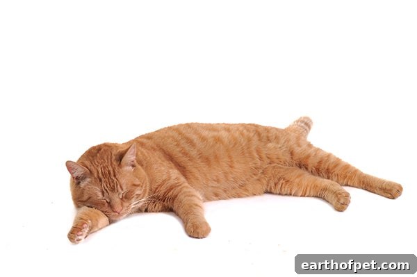 side sleeping cat, Cat Sleeping Positions