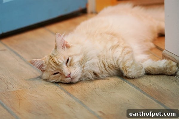 one eye open cat, Cat Sleeping Positions
