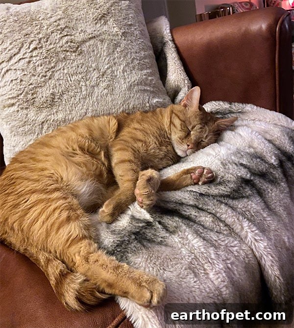 orange tabby sleeping, Shelter Pets are the Best Pets