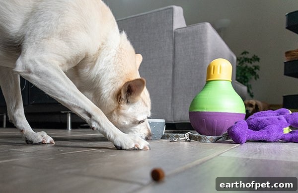 dog playing with puzzle toy