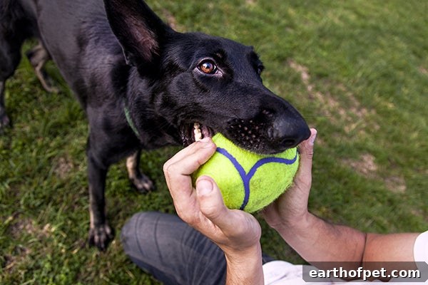 dog playing with action toy