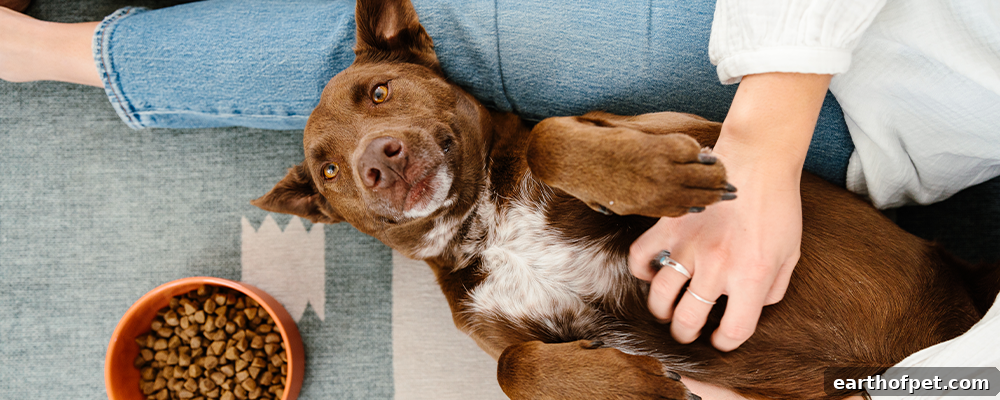 healthy pet digestive system - The Importance of Gut Health for Dogs and Cats