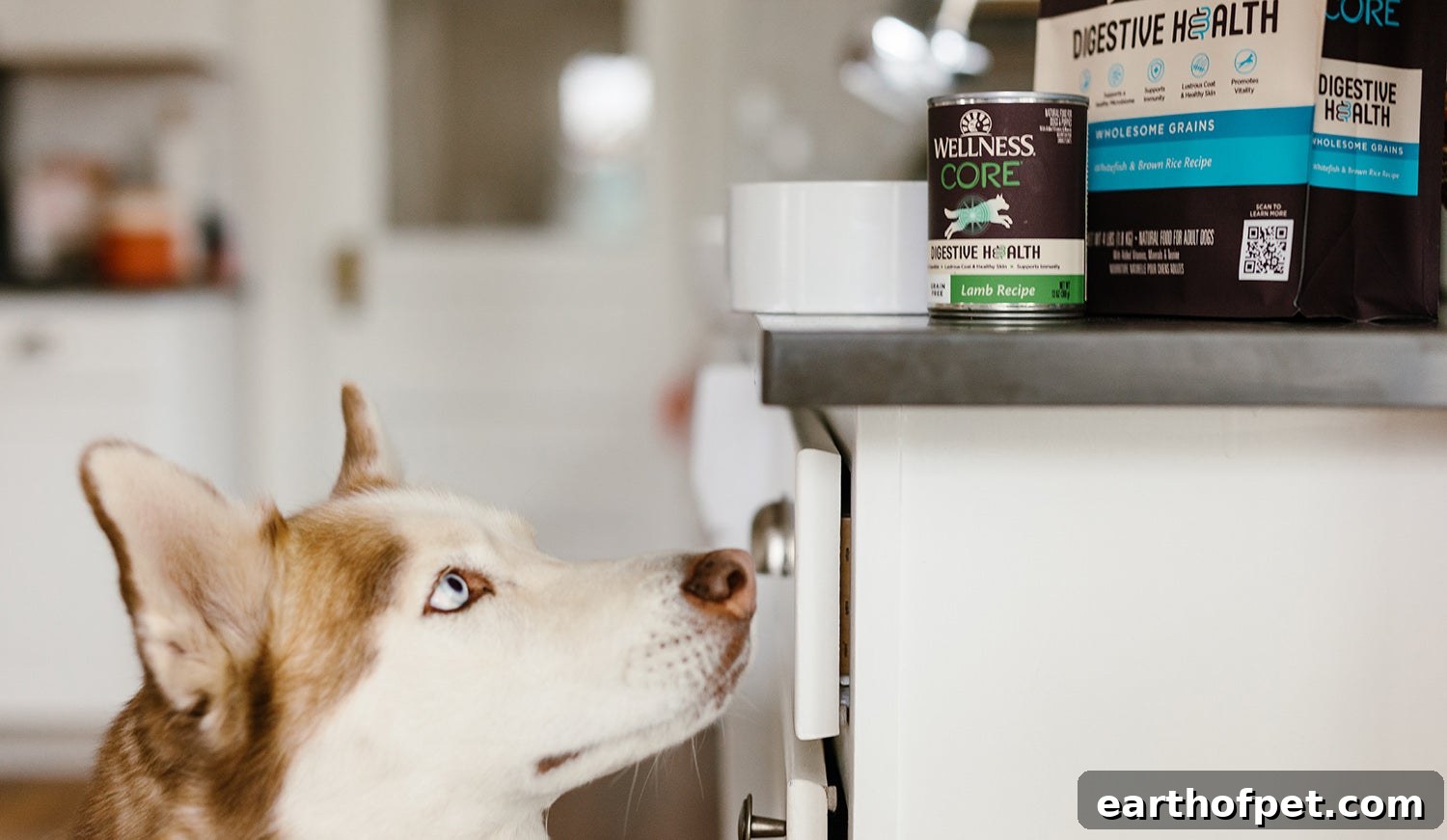 wellness core digestive health dog food, How do You Keep Your Pet’s Immune System Strong?