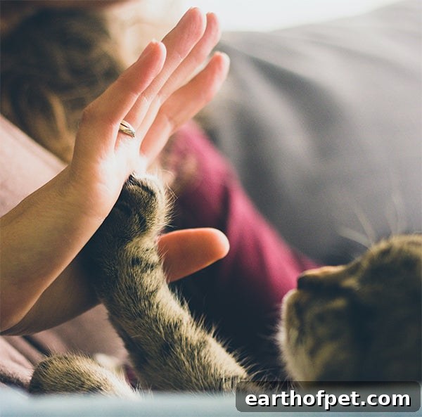 cat giving a high five - Here are some quick fixes to offer your kitty both mental and physical stimulation and, at the same time, boost your quality time together.