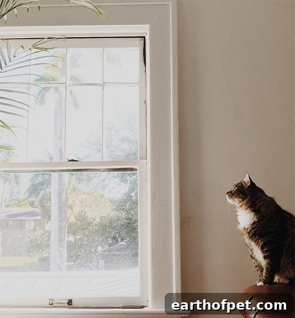 Cat looking out the window - Here are some quick fixes to offer your kitty both mental and physical stimulation and, at the same time, boost your quality time together.