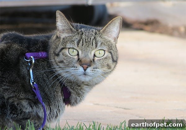 Cat on leash