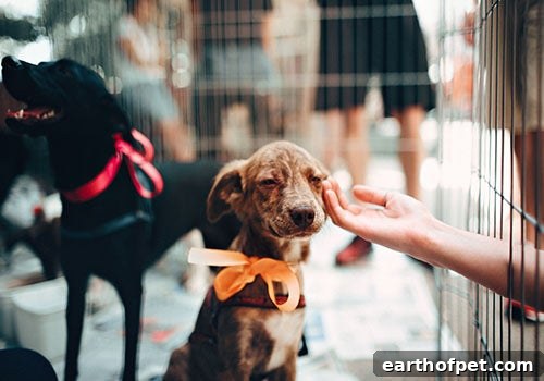 hand reaching into cage to pet dog they're looking to adopt