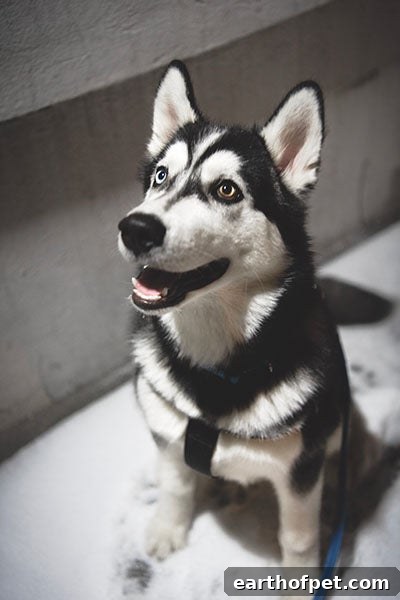 sit, Tricks Every Dog Should Know