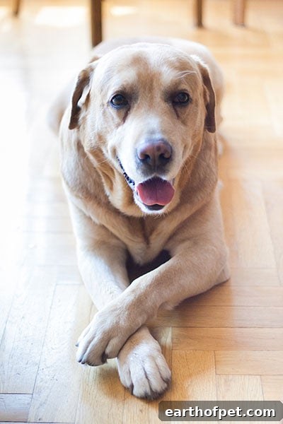 stay, Tricks Every Dog Should Know
