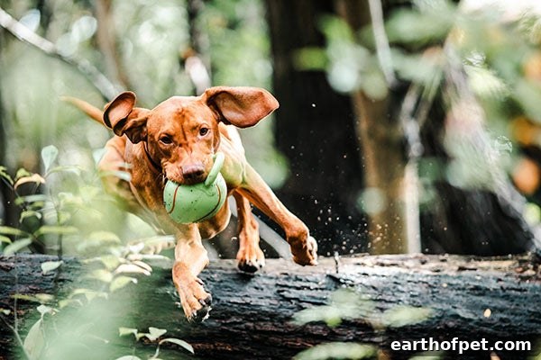 come, Tricks Every Dog Should Know
