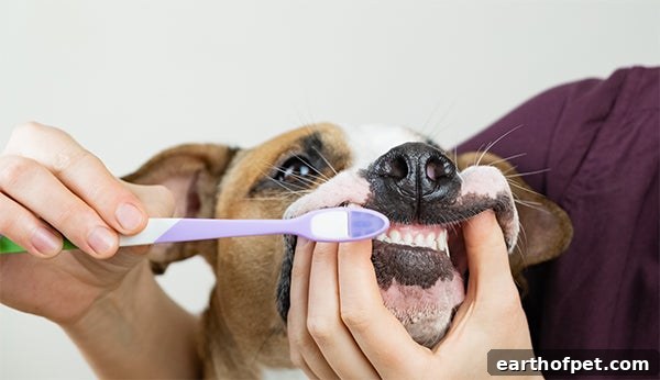 dog getting teeth brushed