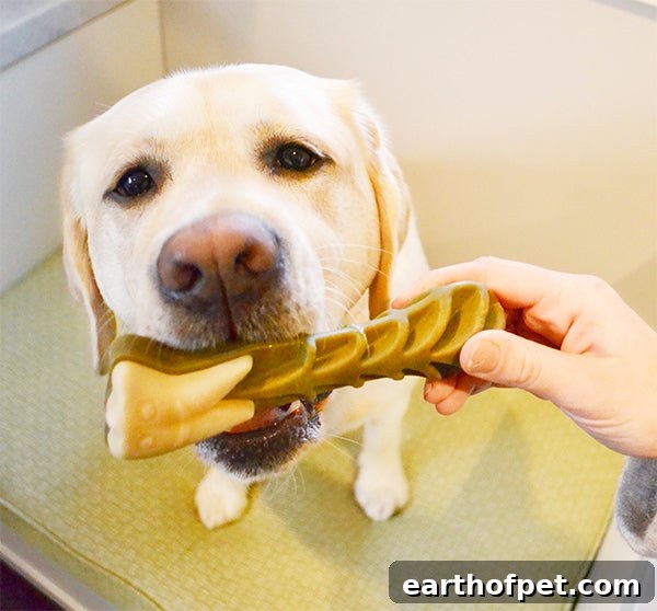 Labrador dog getting WHIMZEES dental treat