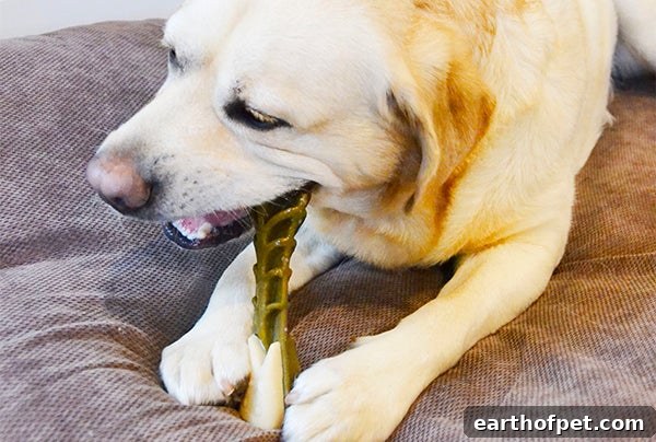 Labrador cleaning teeth with WHIMZEES dog dental treats