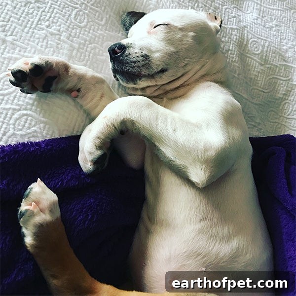 sleeping puppy - The Best Puppy Food For A Sensitive Stomach