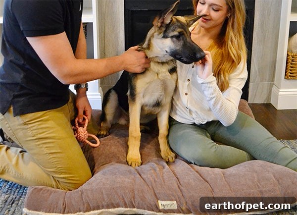 large breed puppy with pet parents - Best Dog Food For Large Breed Puppies