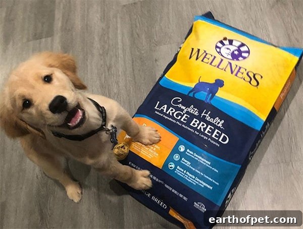 large breed puppy with Wellness Complete Health