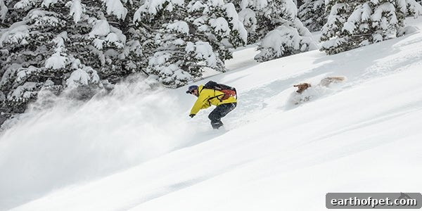 andrew & kicker, How to Ski and Snowboard With Your Adventure Dog