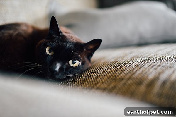 black cat eyes