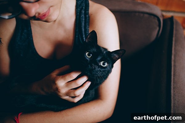 blk cat cuddle