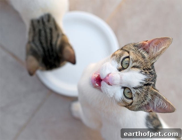 cat meowing, National Cat Day