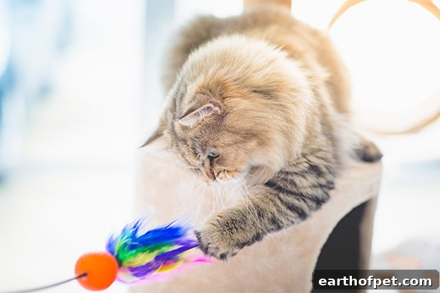 cat playing with toy, National Cat Day
