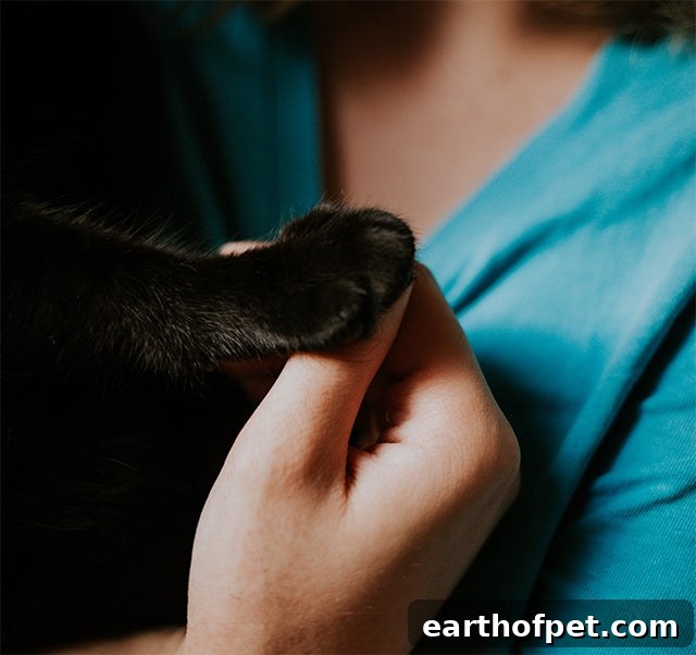 cat paws, National Cat Day